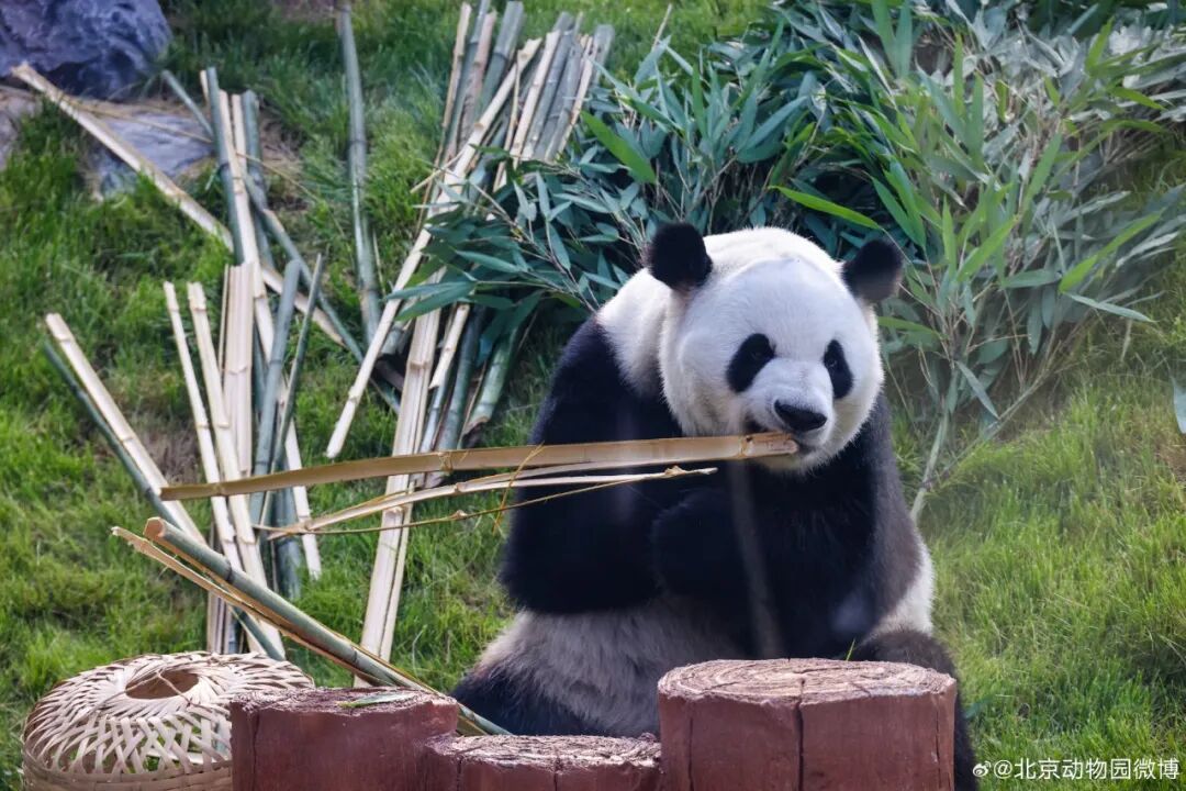 北京动物园回应“萌兰”倒走行为