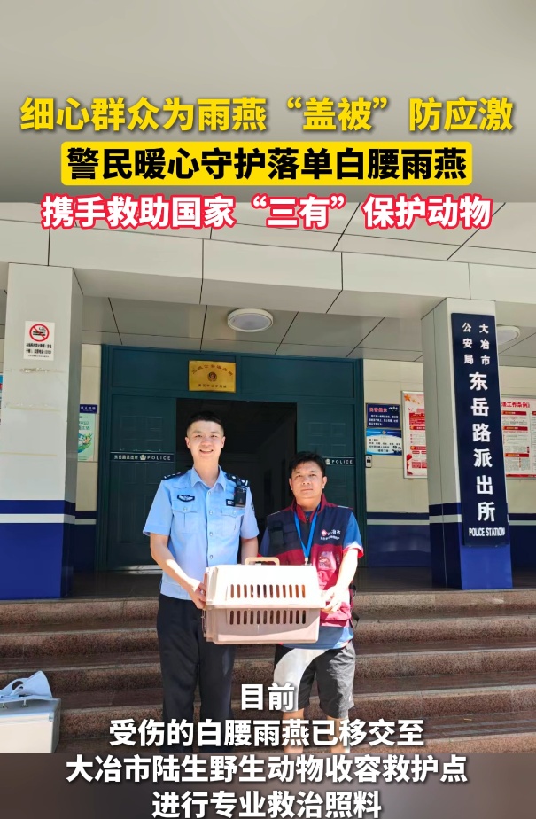 细心群众为受伤雨燕“盖被”防应激 &nbsp;警民携手及时救助野生白腰雨燕