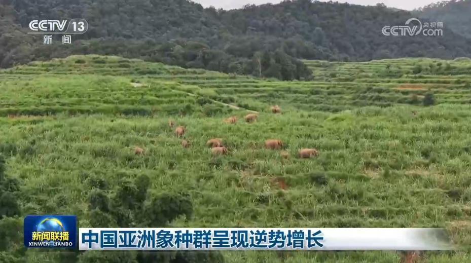 中国亚洲象种群呈现逆势增长