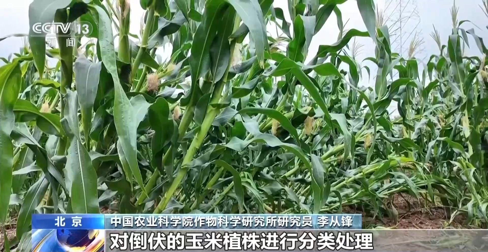 河南部分地区旱涝急转,农作物如何管护?专家支招 河南部分地区旱涝急转,农作物如何管护?专家支招