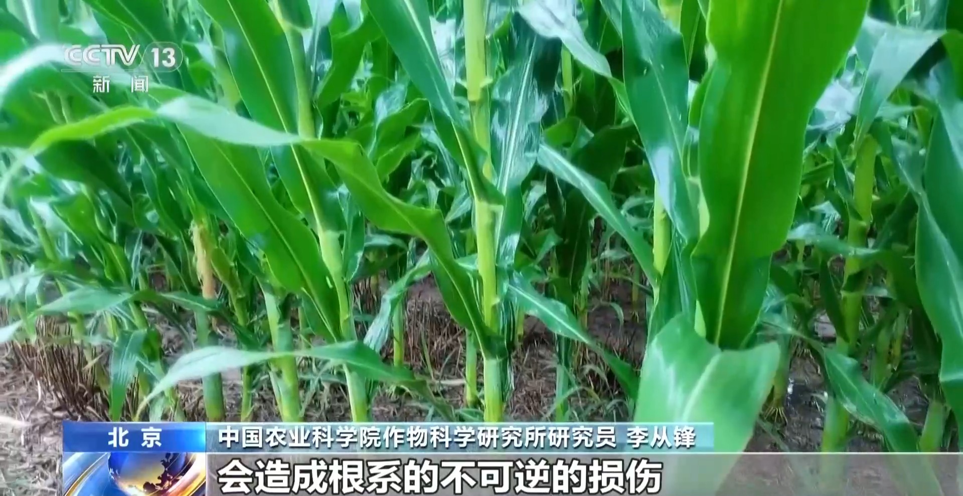 河南部分地区旱涝急转,农作物如何管护?专家支招 河南部分地区旱涝急转,农作物如何管护?专家支招