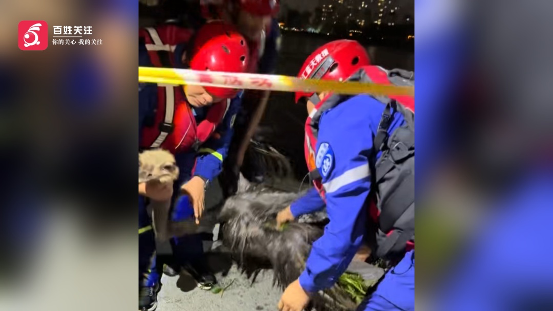 河南一景区受台风影响,8只鸵鸟被冲走,目前只找回6只 河南一景区受台风影响,8只鸵鸟被冲走,目前只找回6只