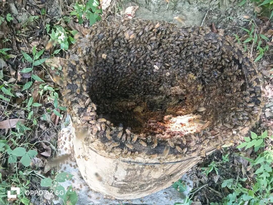 黑熊多次偷吃村民的蜂蜜，现已三四百斤，村民将获保险赔偿