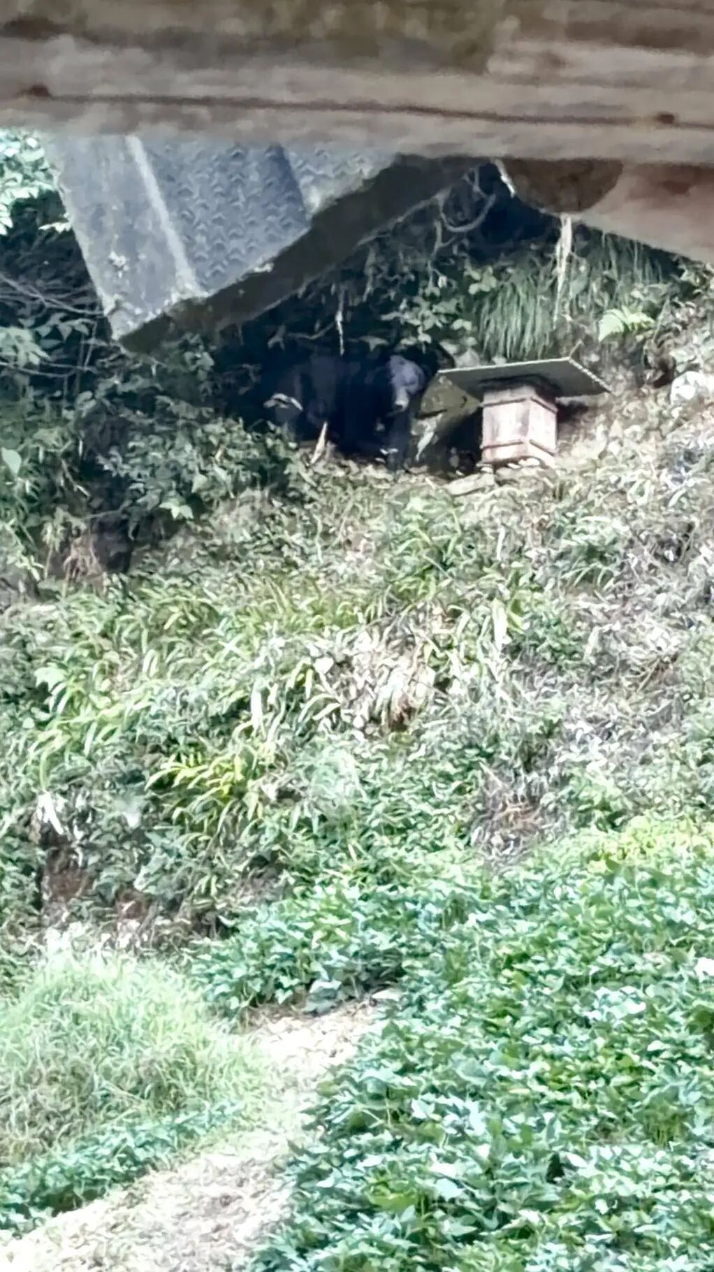 黑熊多次偷吃村民的蜂蜜，现已三四百斤，村民将获保险赔偿