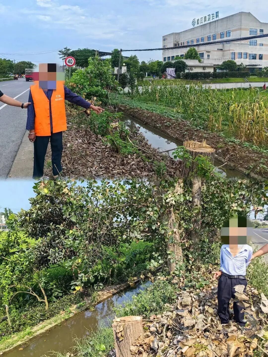 4人盗伐11棵行道树被刑拘,警方:他们自己报的警 4人盗伐11棵行道树被刑拘,警方:他们自己报的警