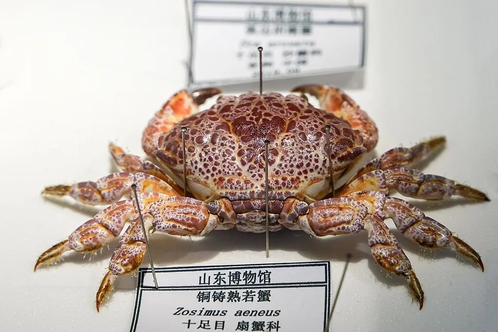 “小开渔”正式启动,关于梭子蟹的消费提示 “小开渔”正式启动,关于梭子蟹的消费提示