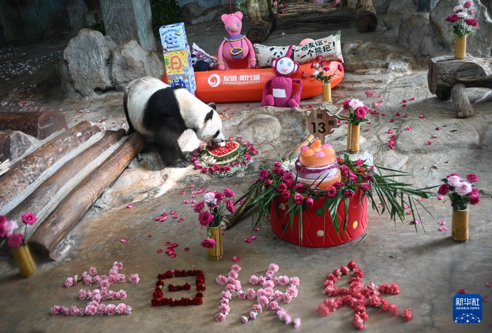 海口:大熊猫兄弟“贡贡”“舜舜”庆生 海口:大熊猫兄弟“贡贡”“舜舜”庆生