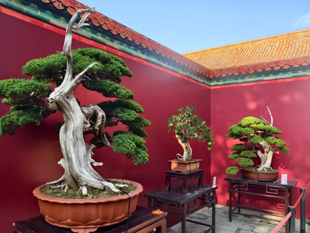 来景山过奇喵夜!北京中轴线上首次推出沉浸式夜游 来景山过奇喵夜!北京中轴线上首次推出沉浸式夜游