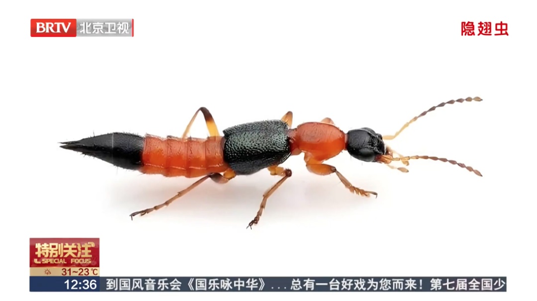 北京已有人中招，千万不能拍，毒液堪比硫酸，会毁容——