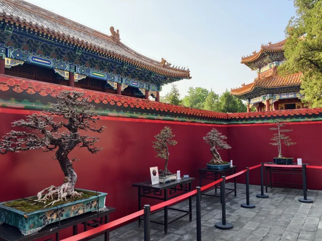 来景山过奇喵夜!北京中轴线上首次推出沉浸式夜游 来景山过奇喵夜!北京中轴线上首次推出沉浸式夜游