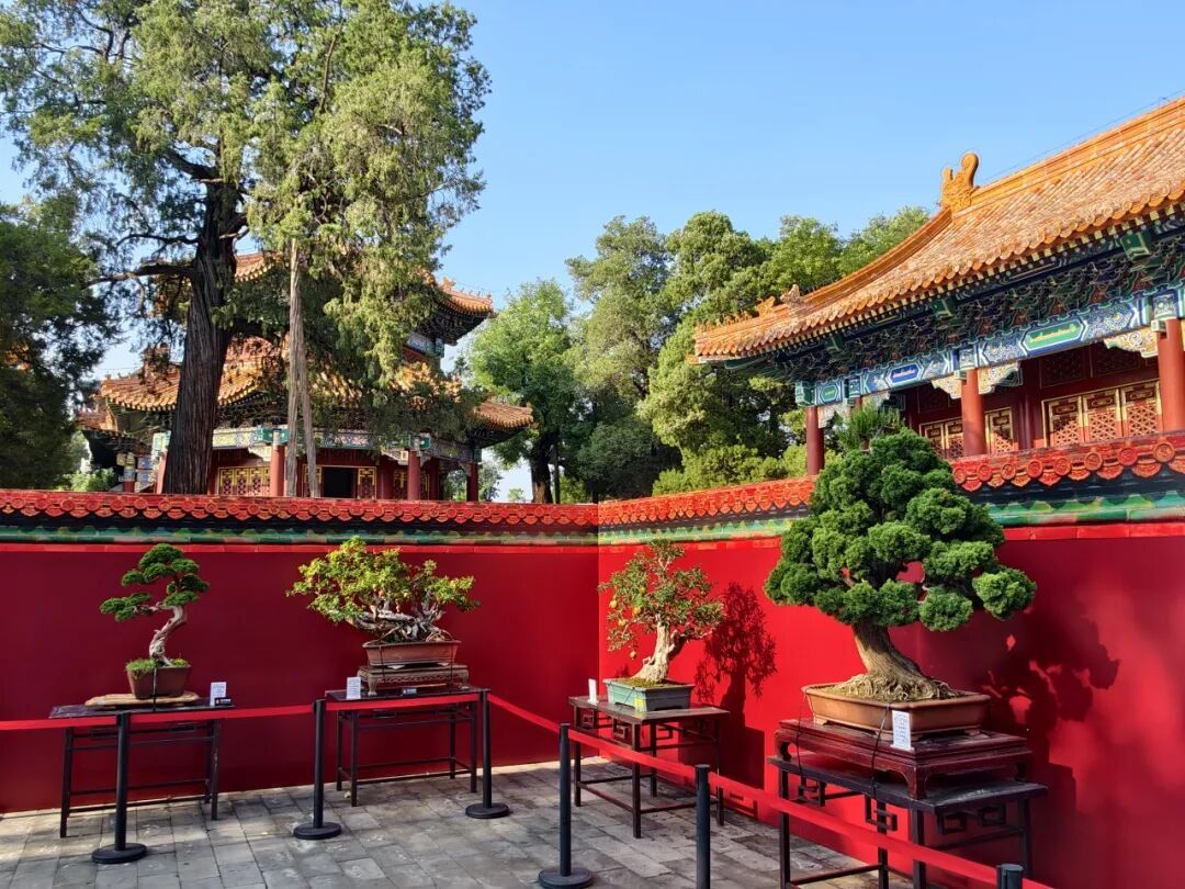 来景山过奇喵夜!北京中轴线上首次推出沉浸式夜游 来景山过奇喵夜!北京中轴线上首次推出沉浸式夜游