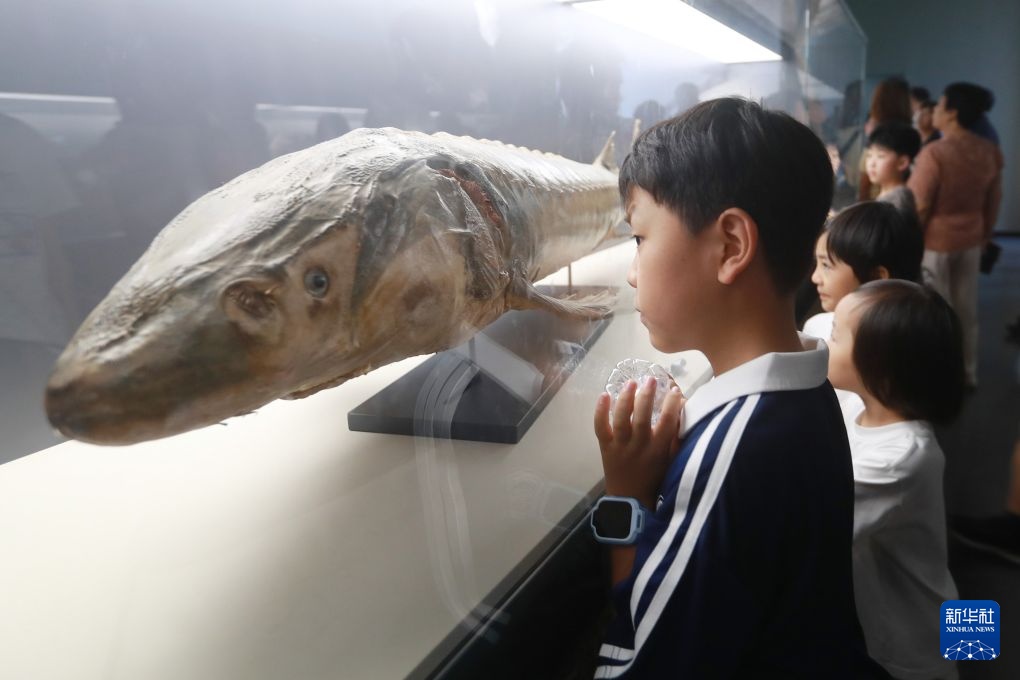 暑期荆楚文博热 少年寻踪文脉间 暑期荆楚文博热 少年寻踪文脉间
