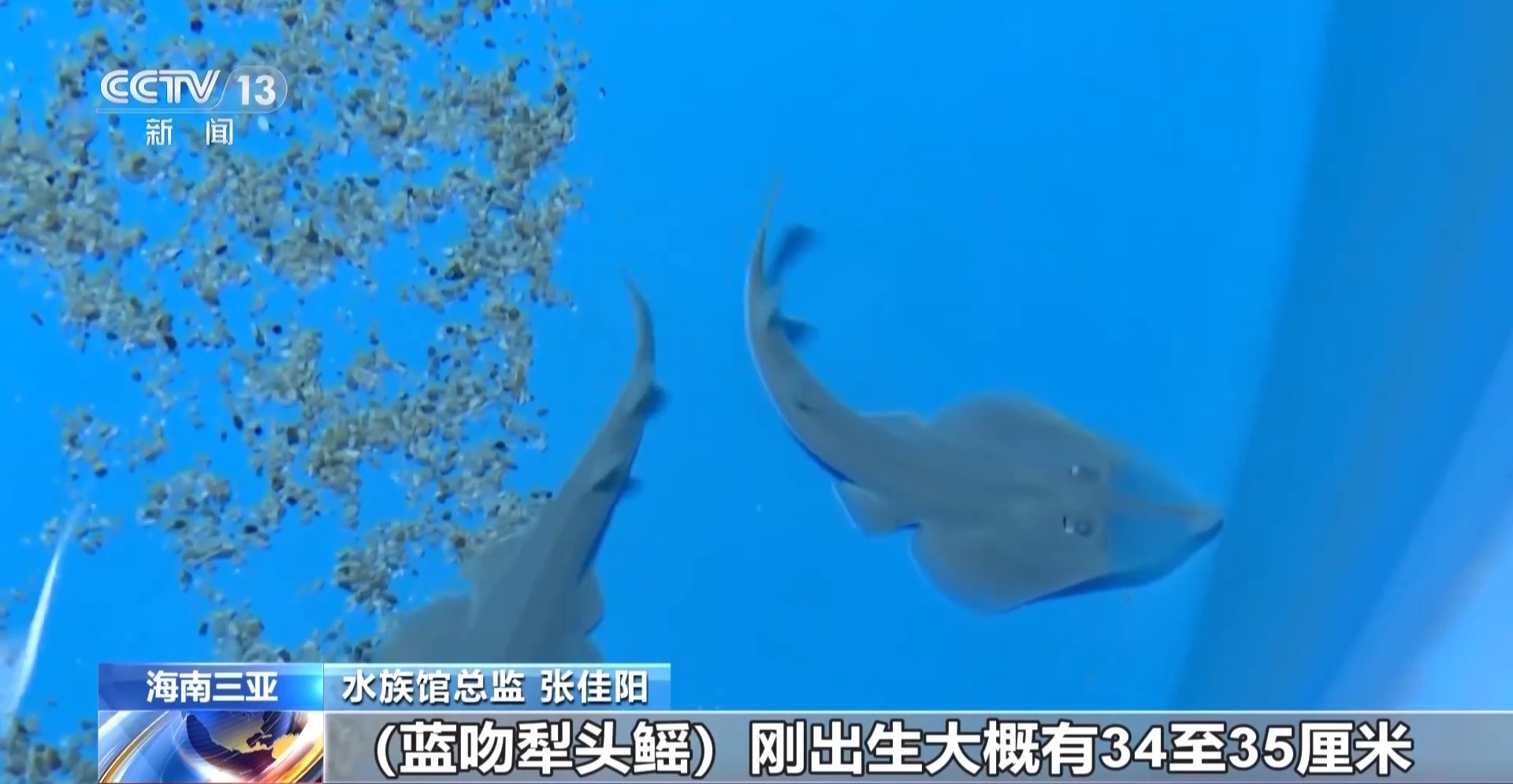 全球极危物种蓝吻犁头鳐在海南三亚人工繁育成功 全球极危物种蓝吻犁头鳐在海南三亚人工繁育成功
