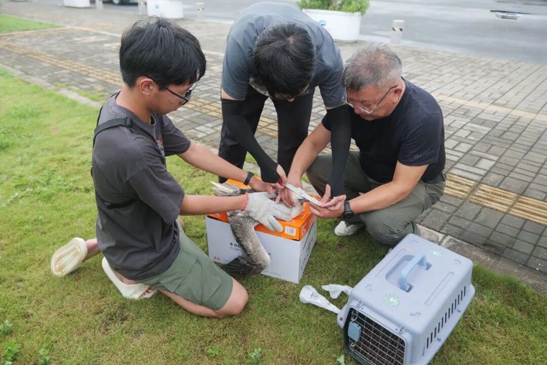 浙江一机场空降“远洋稀客”，工作人员：可能被强风吹离航线误入浙江
