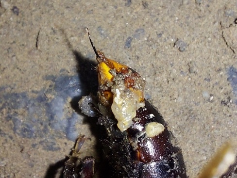 台湾垦丁公园发生虎头蜂杀人事故,致两死一重伤!重伤女子身上被蜇出30多个蜂孔,需接受洗肾治疗 台湾垦丁公园发生虎头蜂杀人事故,致两死一重伤!重伤女子身上被蜇出30多个蜂孔,需接受洗肾治疗