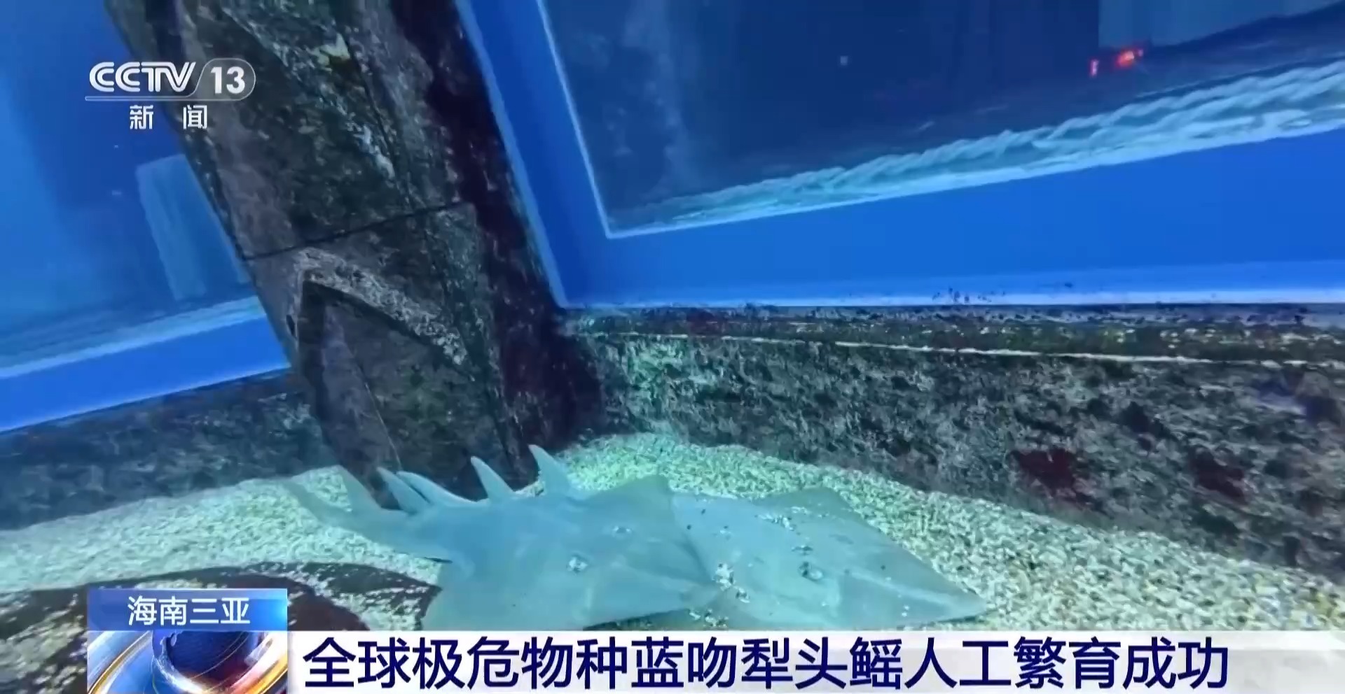 全球极危物种蓝吻犁头鳐在海南三亚人工繁育成功 全球极危物种蓝吻犁头鳐在海南三亚人工繁育成功