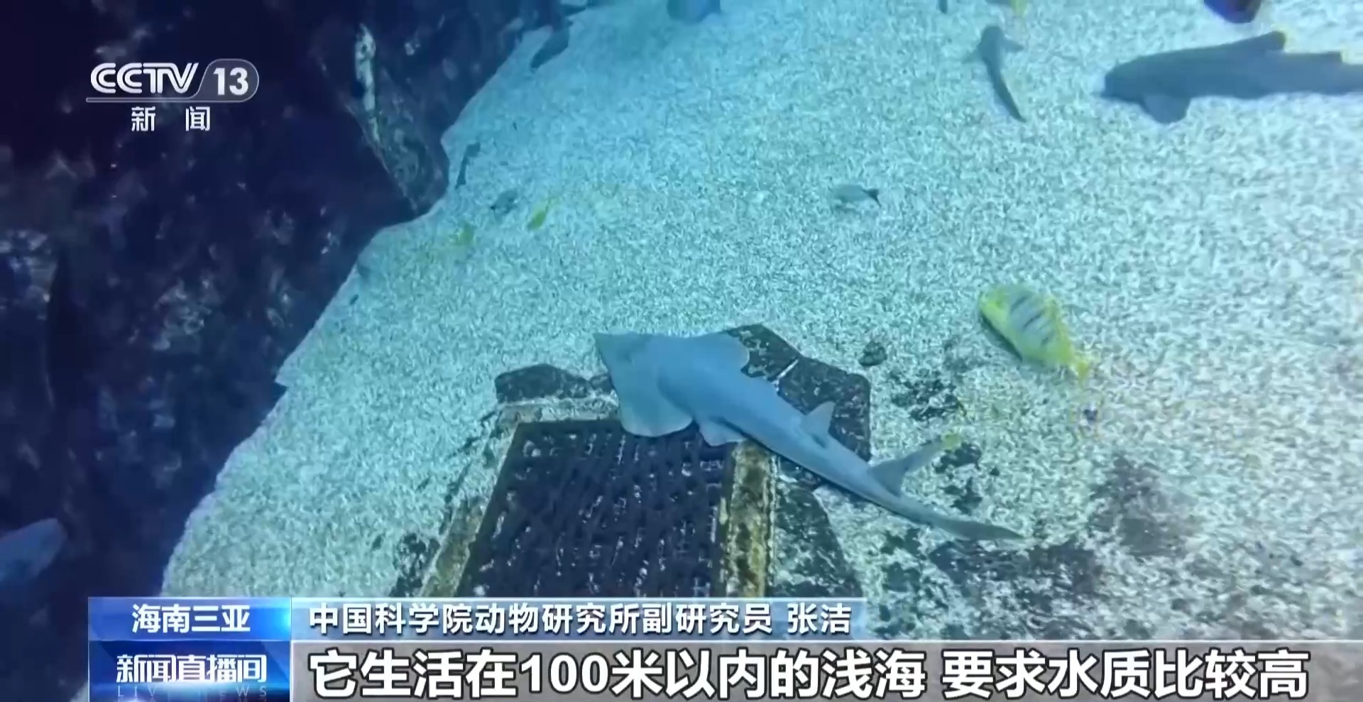 全球极危物种蓝吻犁头鳐在海南三亚人工繁育成功 全球极危物种蓝吻犁头鳐在海南三亚人工繁育成功