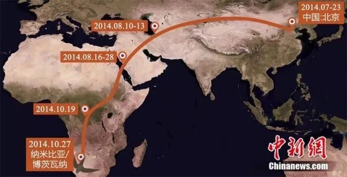 北京雨燕往南飞，结果是去南非！这只“无脚鸟”和家燕真不是近亲