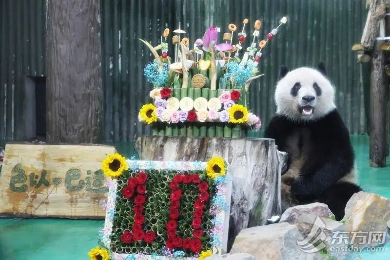 “西郊顶流”十岁啦！上海动物园举办大熊猫“和风”生日会