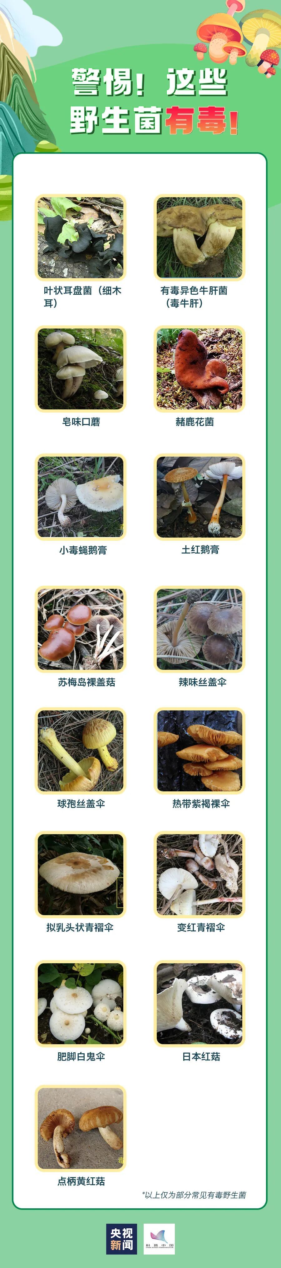 注意！雨后大量出现，南京多处也有，不能碰，不能吃！