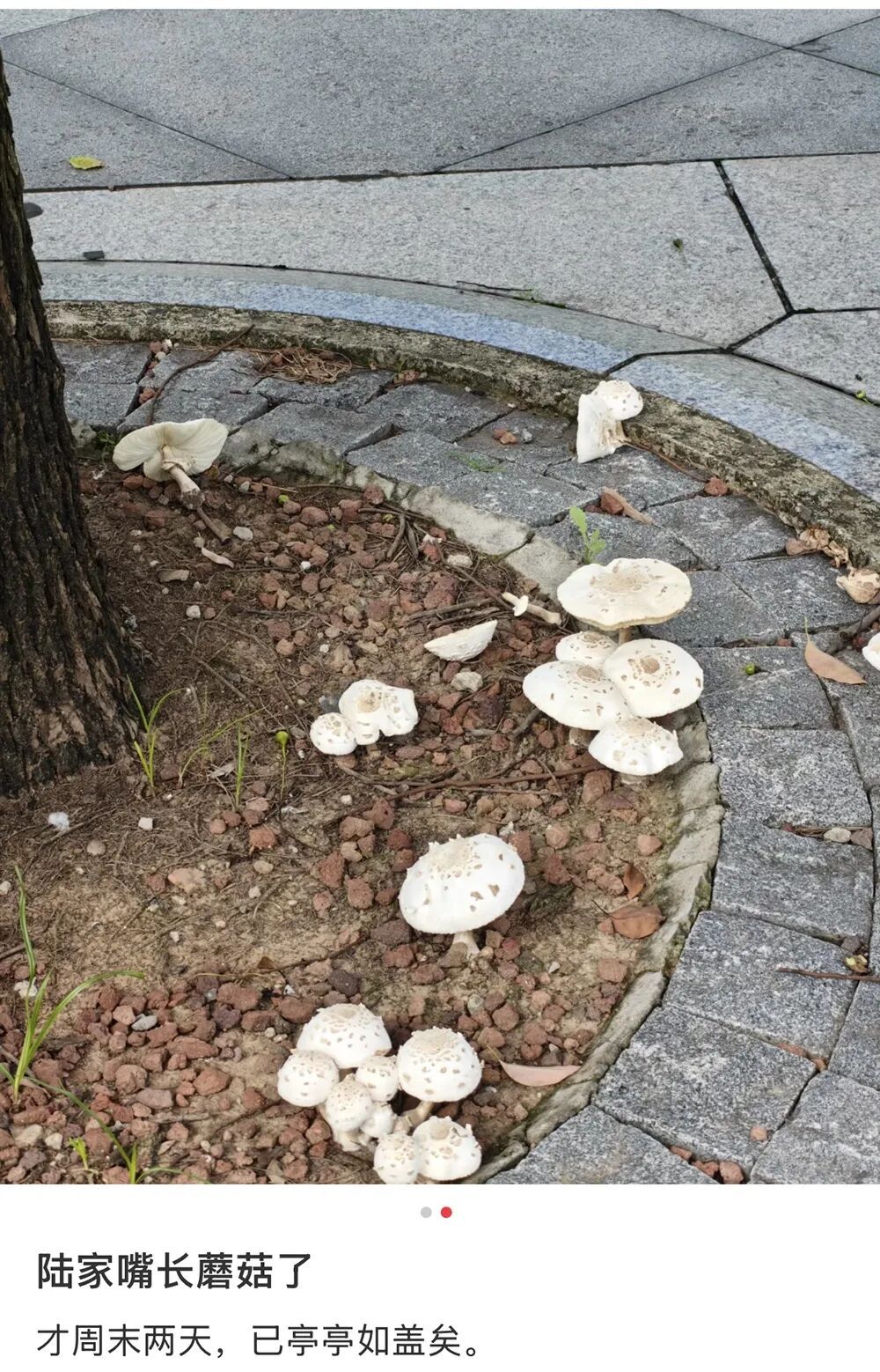 雨后高发,上海公园绿地常见!采摘误食严重或致命!紧急提醒:不慎中招尽快就医 雨后高发,上海公园绿地常见!采摘误食严重或致命!紧急提醒:不慎中招尽快就医