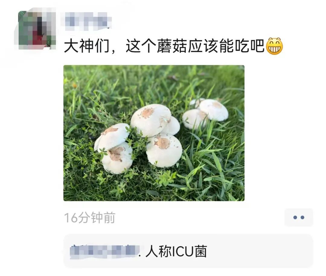 注意！雨后大量出现，南京多处也有，不能碰，不能吃！