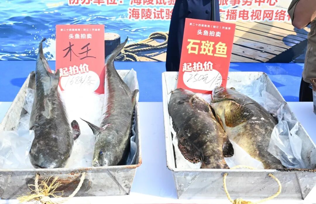 广东男子花3.8万元拍下38斤巨型“鱼王”!南海开渔第一鲜上岸,一大批海鲜按筐买 广东男子花3.8万元拍下38斤巨型“鱼王”!南海开渔第一鲜上岸,一大批海鲜按筐买