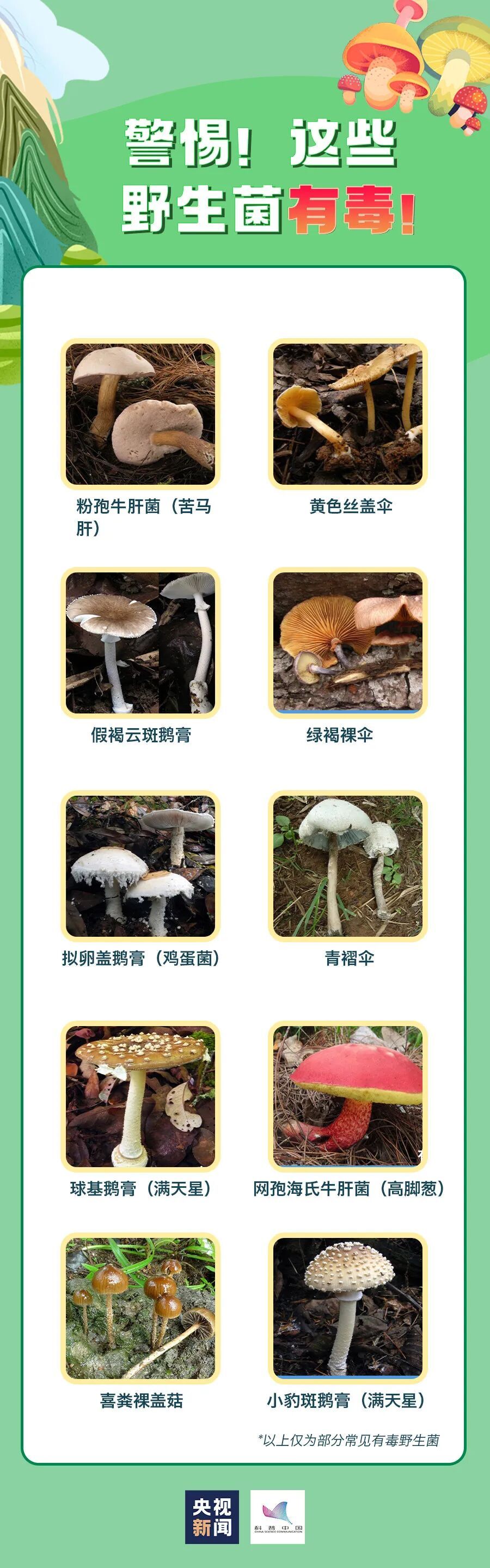 注意！雨后大量出现，南京多处也有，不能碰，不能吃！