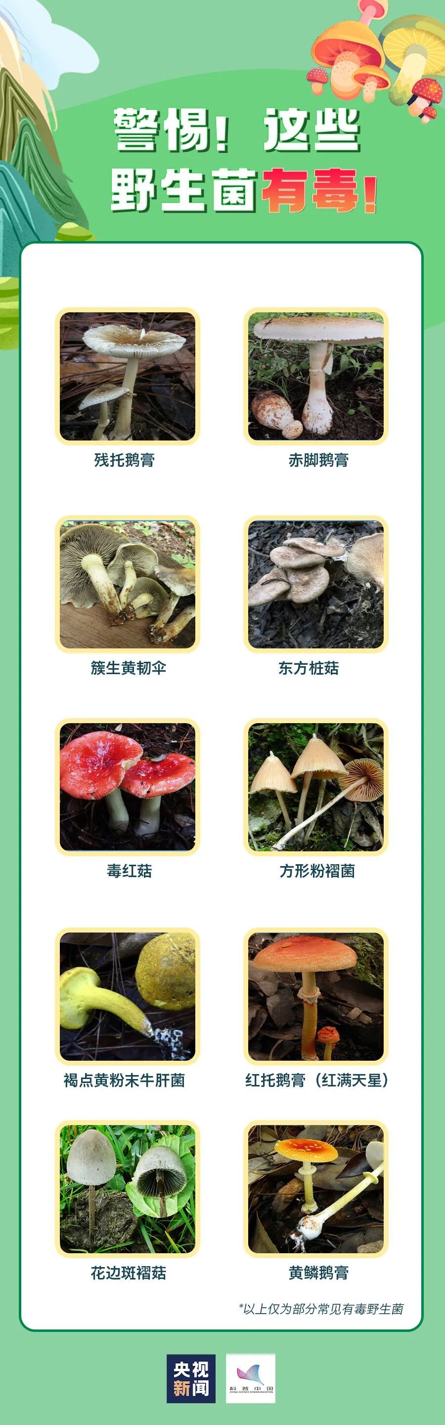 注意！雨后大量出现，南京多处也有，不能碰，不能吃！