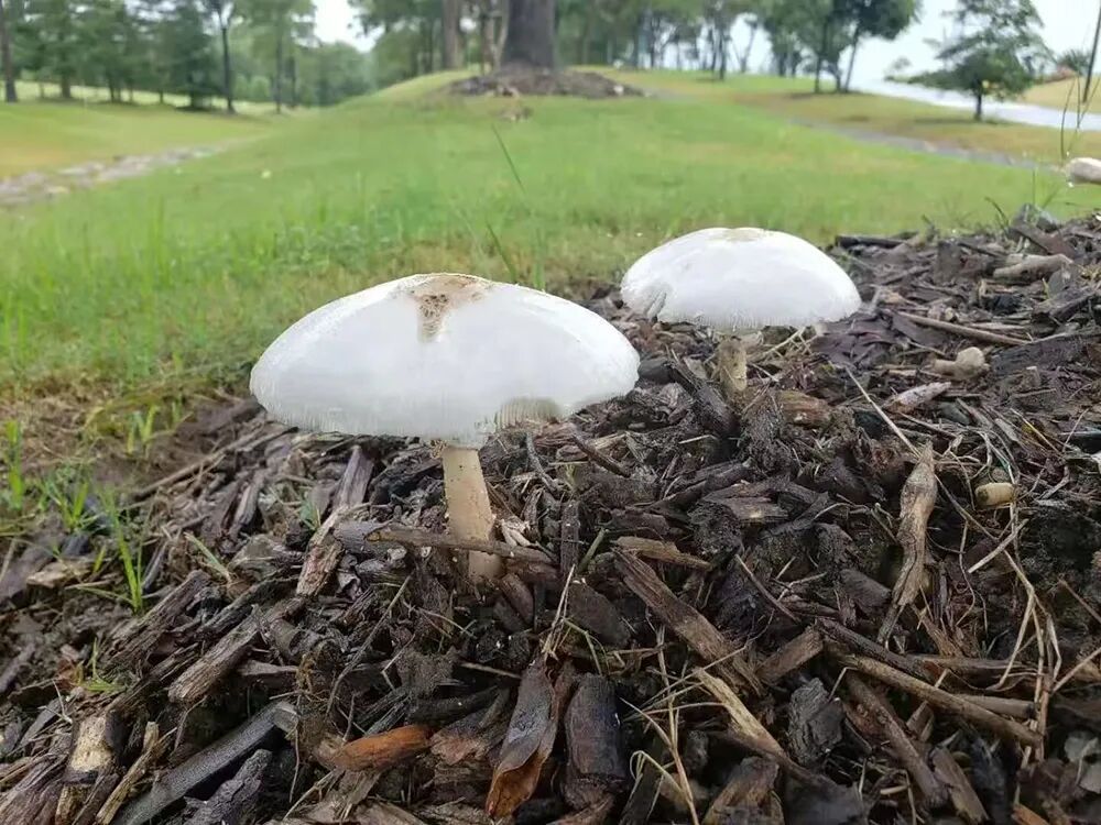 雨后高发,上海公园绿地常见!采摘误食严重或致命!紧急提醒:不慎中招尽快就医 雨后高发,上海公园绿地常见!采摘误食严重或致命!紧急提醒:不慎中招尽快就医