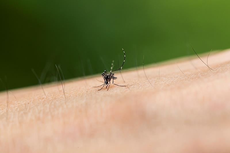 为什么秋后的蚊子叮人更狠?这3个防蚊细节要注意→ 为什么秋后的蚊子叮人更狠?这3个防蚊细节要注意→