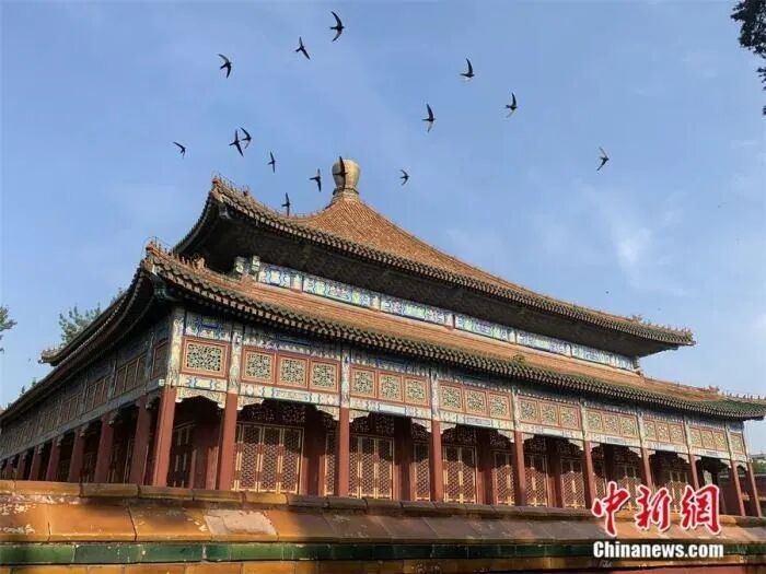 北京雨燕往南飞，结果是去南非！这只“无脚鸟”和家燕真不是近亲