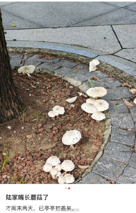 上海绿化带又长蘑菇了?不要采摘食用,这类蘑菇常见且危险 上海绿化带又长蘑菇了?不要采摘食用,这类蘑菇常见且危险