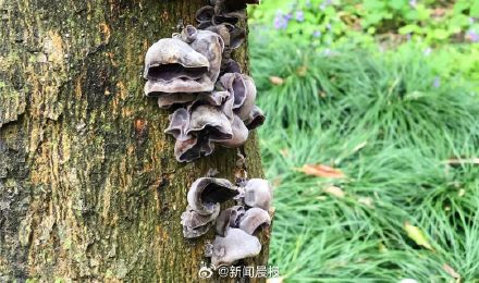 上海绿化带又长蘑菇了?不要采摘食用,这类蘑菇常见且危险 上海绿化带又长蘑菇了?不要采摘食用,这类蘑菇常见且危险