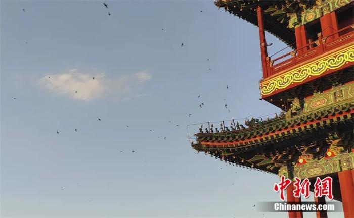 北京雨燕往南飞，结果是去南非！这只“无脚鸟”和家燕真不是近亲