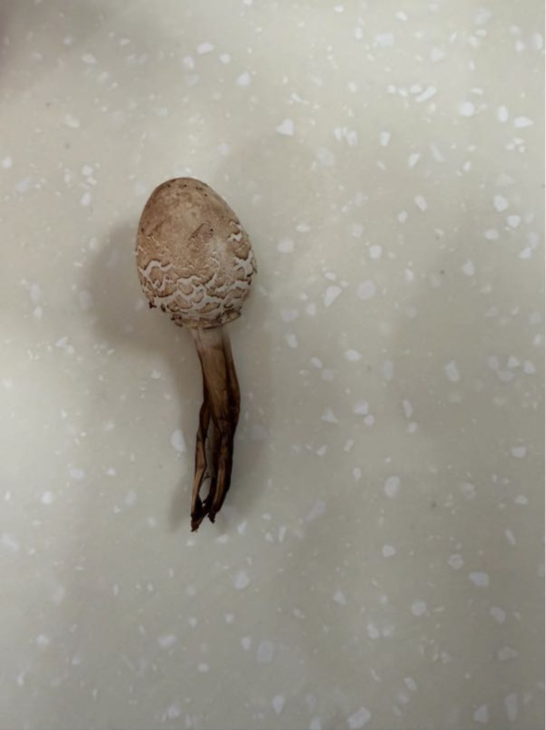 温州刘阿姨在绿化带采摘到了“鸡腿菇”，邀请郭阿姨一起品尝，万万没想到……