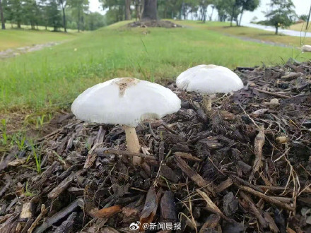 上海绿化带又长蘑菇了?不要采摘食用,这类蘑菇常见且危险 上海绿化带又长蘑菇了?不要采摘食用,这类蘑菇常见且危险