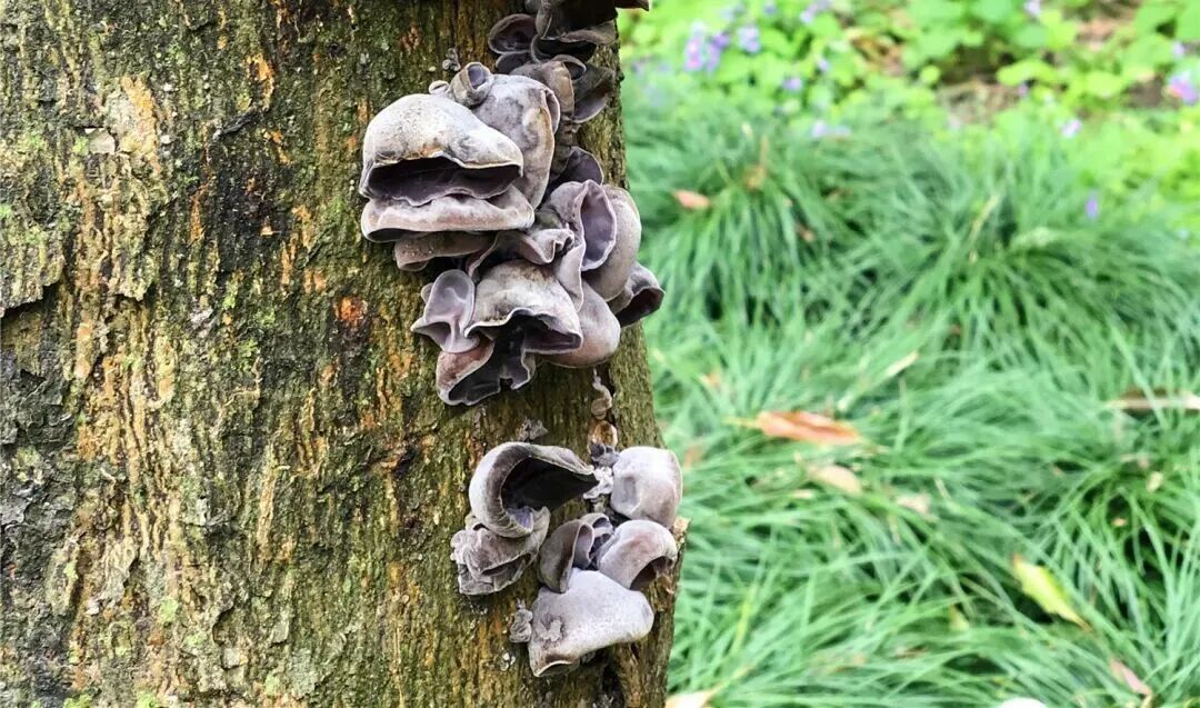 雨后高发,上海公园绿地常见!采摘误食严重或致命!紧急提醒:不慎中招尽快就医 雨后高发,上海公园绿地常见!采摘误食严重或致命!紧急提醒:不慎中招尽快就医