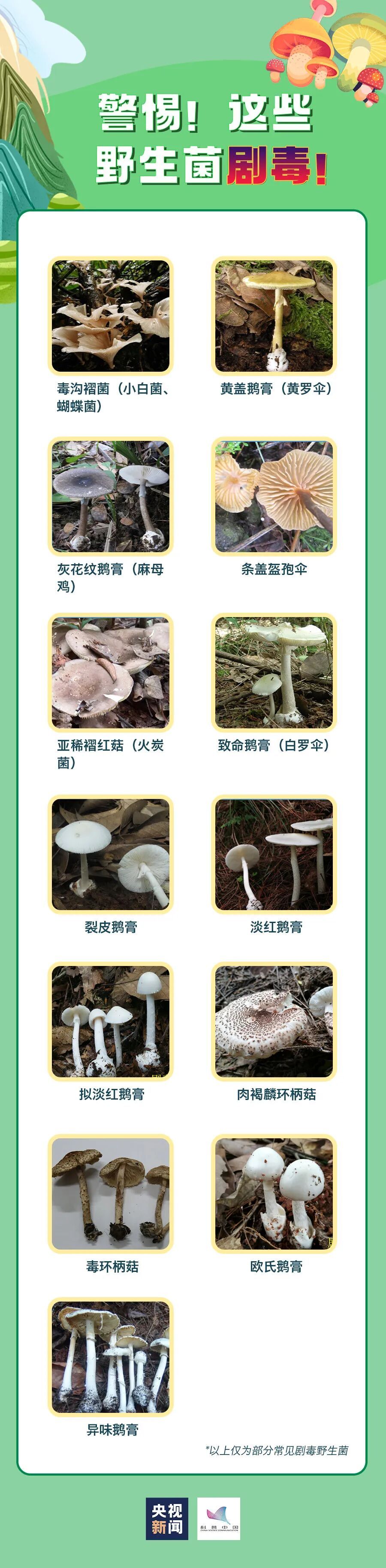 注意！雨后大量出现，南京多处也有，不能碰，不能吃！