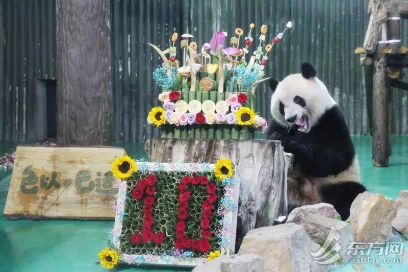 “西郊顶流”十岁啦！上海动物园举办大熊猫“和风”生日会