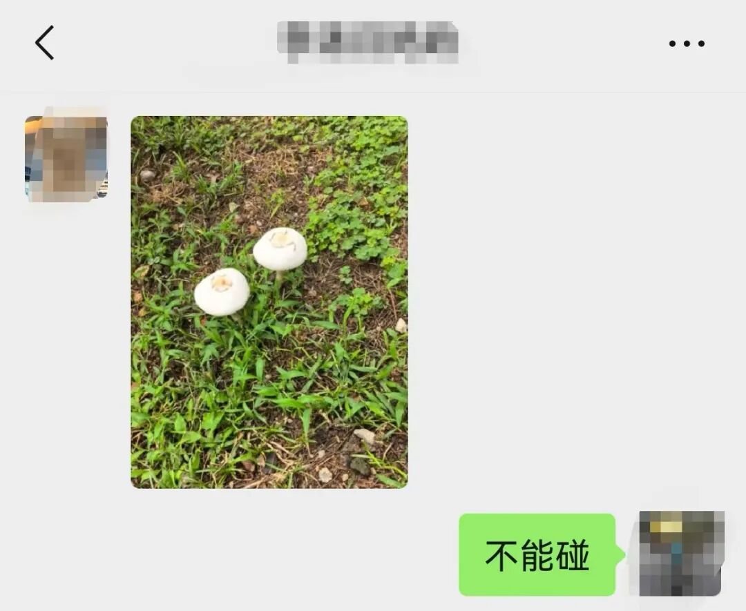 注意！雨后大量出现，南京多处也有，不能碰，不能吃！