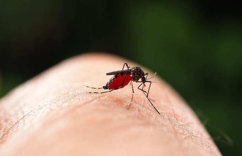 为什么秋后的蚊子叮人更狠?这3个防蚊细节要注意→ 为什么秋后的蚊子叮人更狠?这3个防蚊细节要注意→