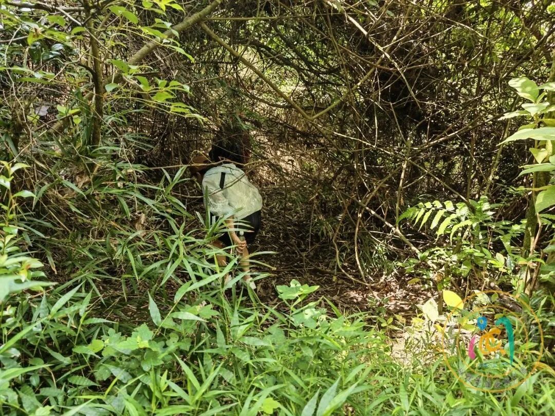 女子单人徒步,在福州鼓山一带误入密林被困,救援队冒高温快速营救 女子单人徒步,在福州鼓山一带误入密林被困,救援队冒高温快速营救