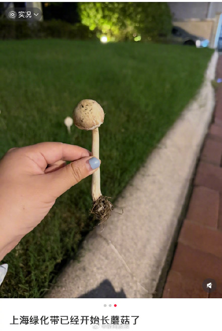 上海绿化带又长蘑菇了?不要采摘食用,这类蘑菇常见且危险 上海绿化带又长蘑菇了?不要采摘食用,这类蘑菇常见且危险