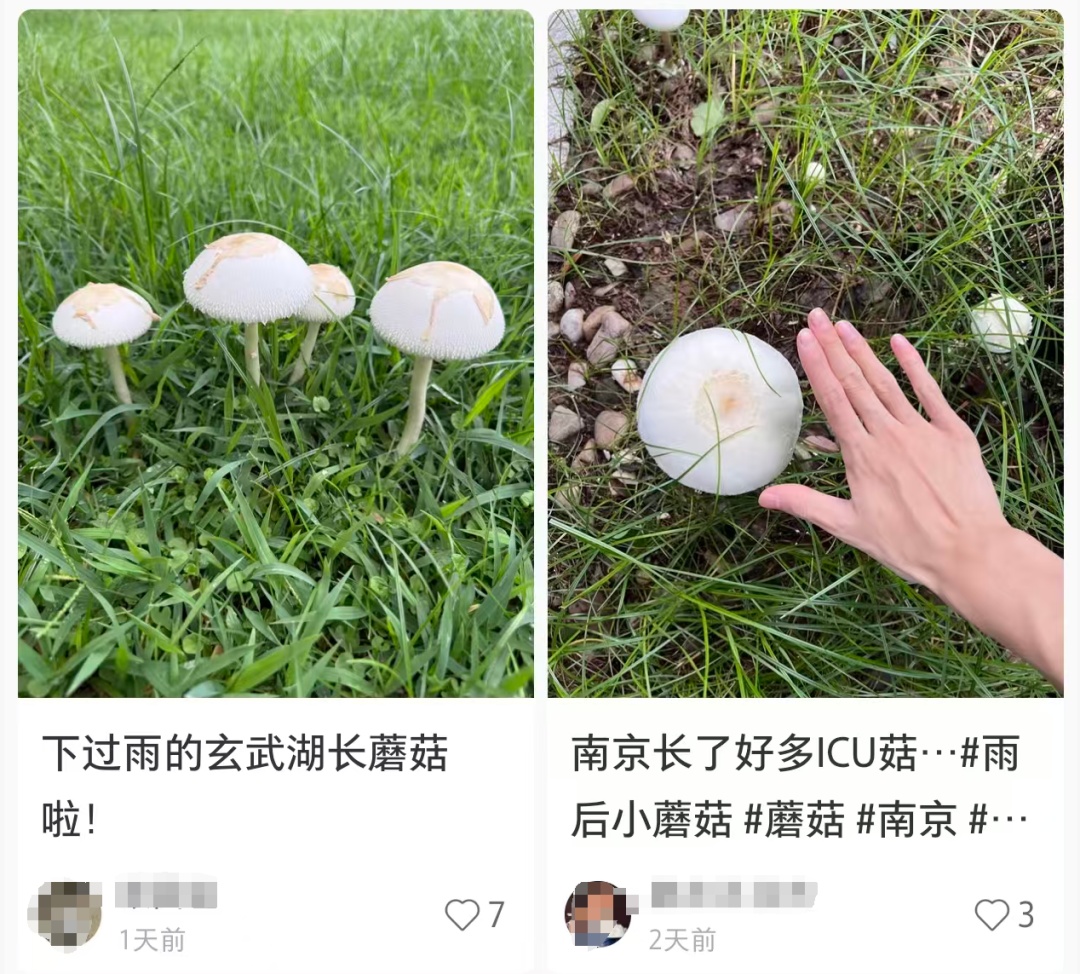 注意！雨后大量出现，南京多处也有，不能碰，不能吃！