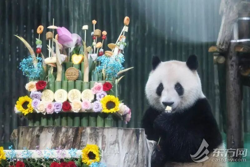 “西郊顶流”十岁啦！上海动物园举办大熊猫“和风”生日会