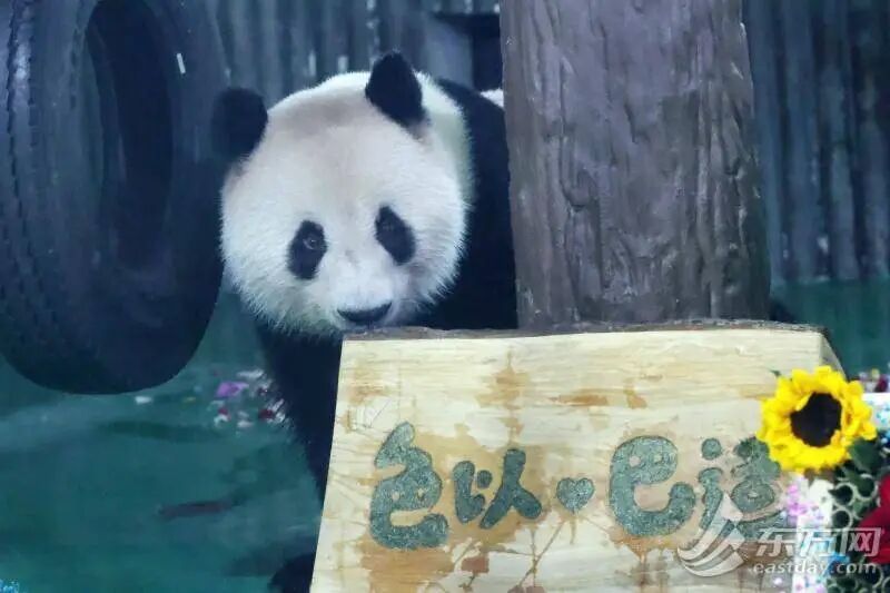 “西郊顶流”十岁啦！上海动物园举办大熊猫“和风”生日会