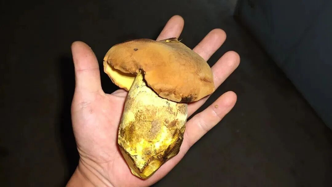 吃菌自由！这些野生菌，已经实现人工量产啦