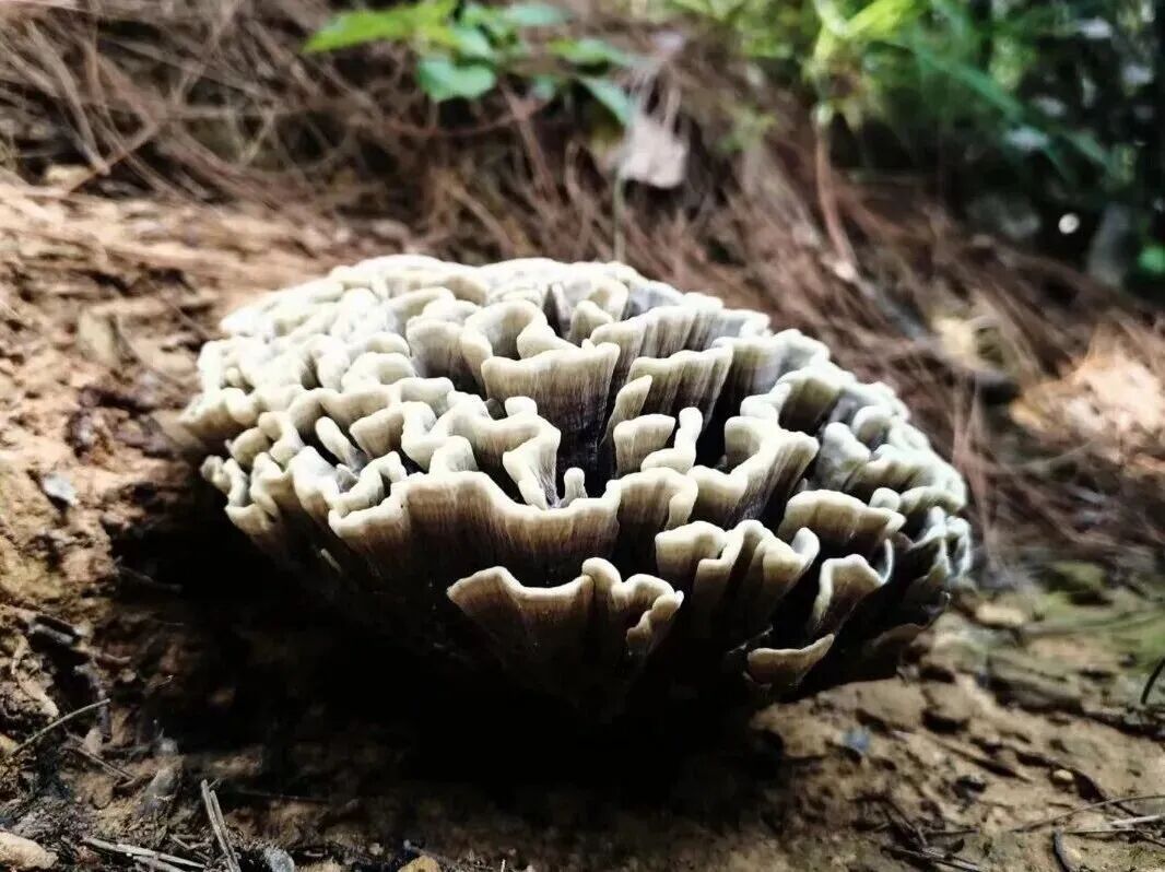吃菌自由！这些野生菌，已经实现人工量产啦