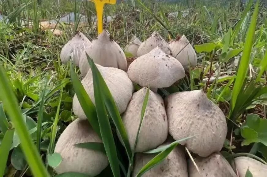 吃菌自由！这些野生菌，已经实现人工量产啦